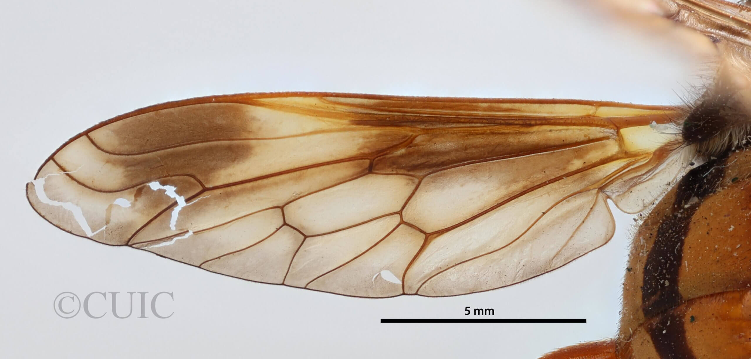 dorsal view of adult Pelecorhynchus distinctus