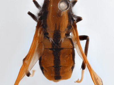 dorsal view of adult Pelecorhynchus fulvus