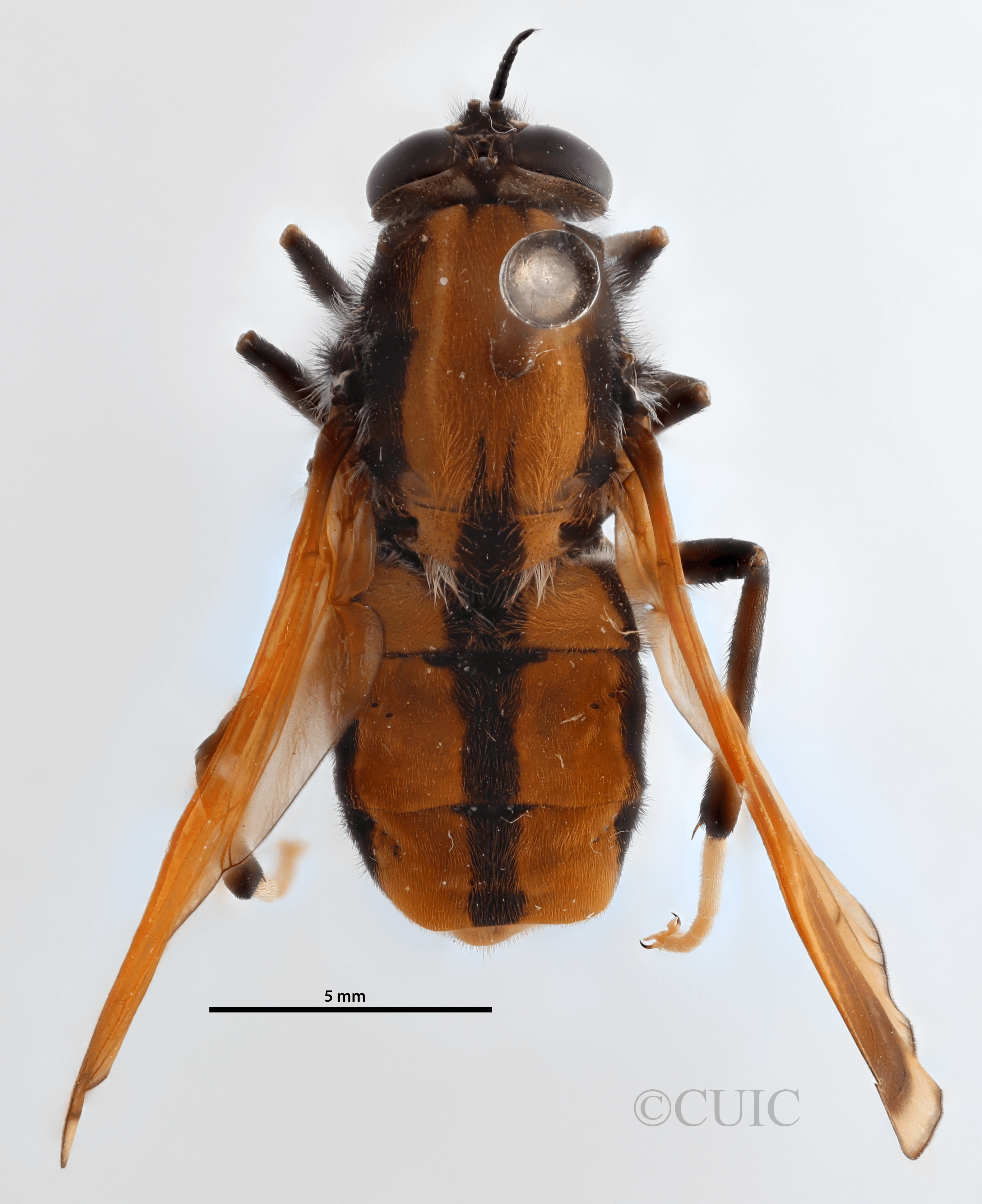 dorsal view of adult Pelecorhynchus fulvus