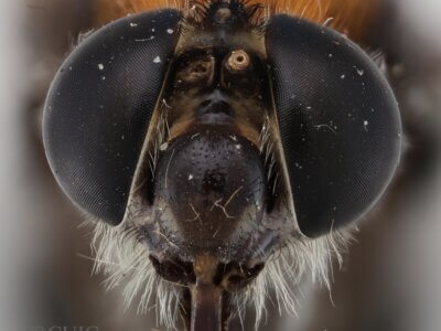 adult Pelecorhynchus fulvus