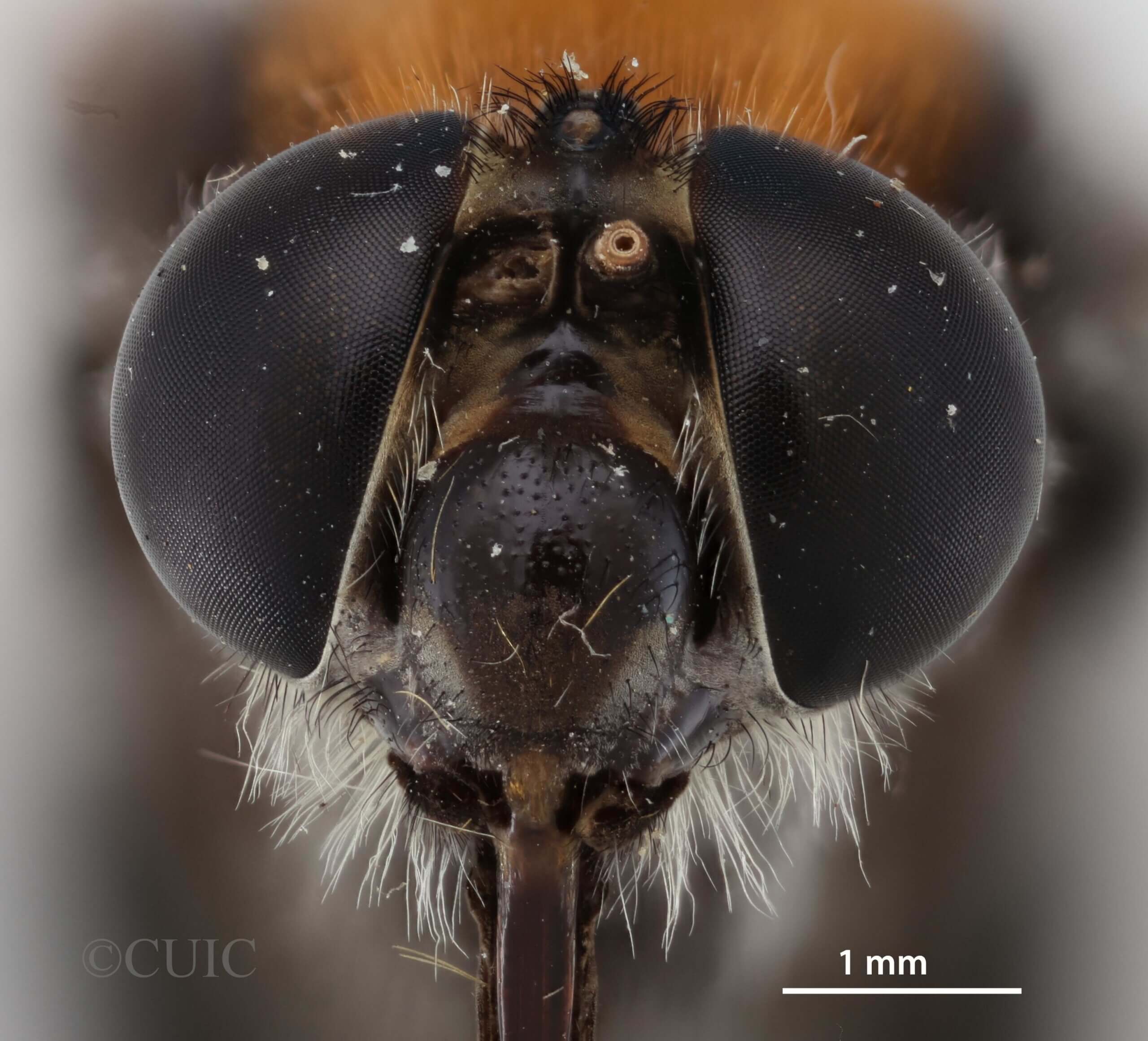 adult Pelecorhynchus fulvus