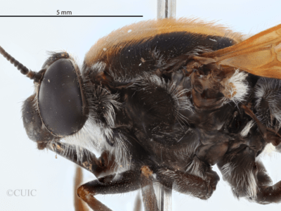 lateral view of adult Pelecorhynchus fulvus