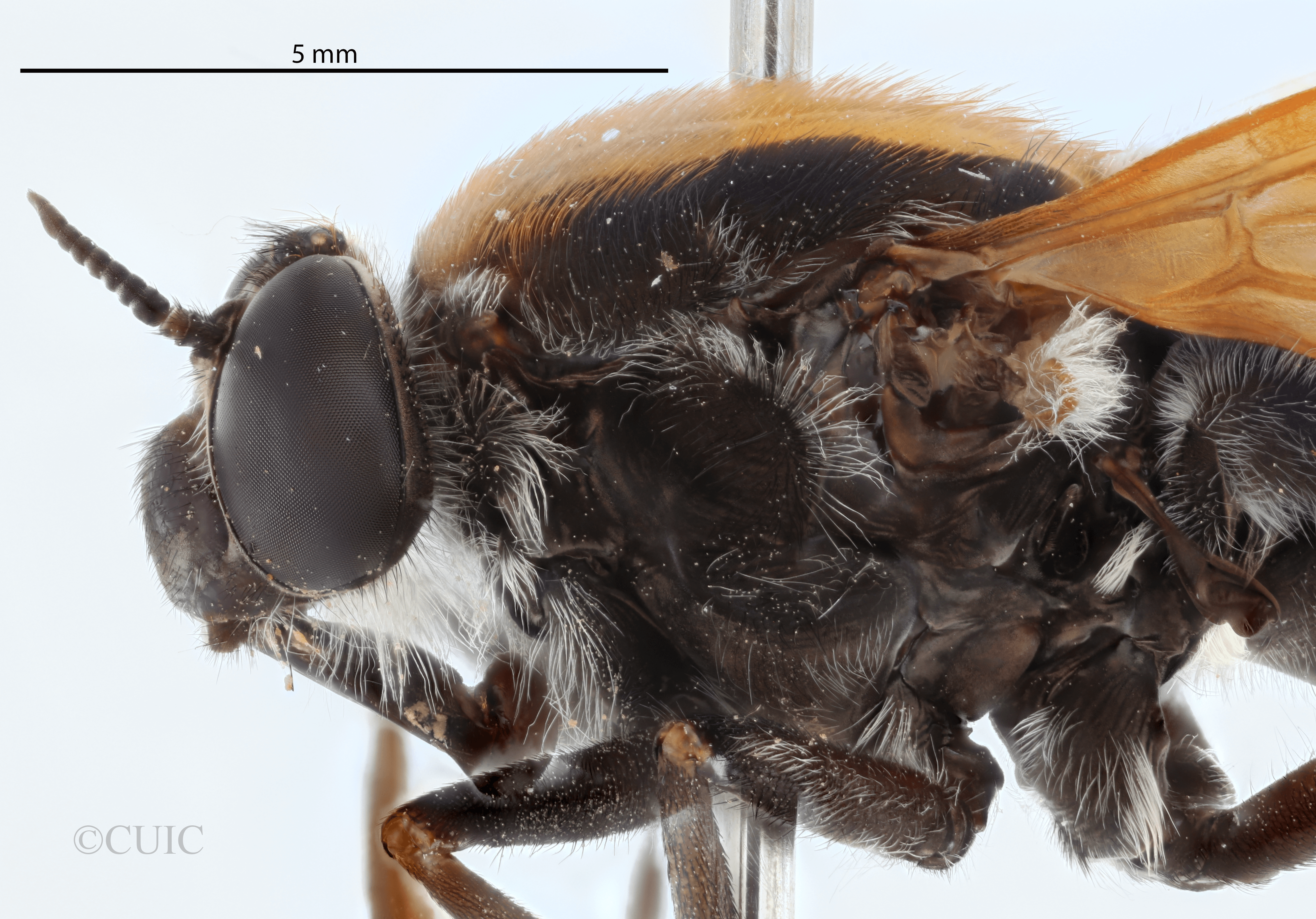 lateral view of adult Pelecorhynchus fulvus