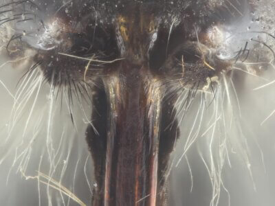 adult Pelecorhynchus fulvus