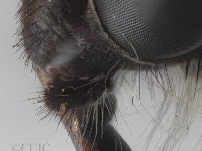 lateral view of adult Pelecorhynchus fulvus