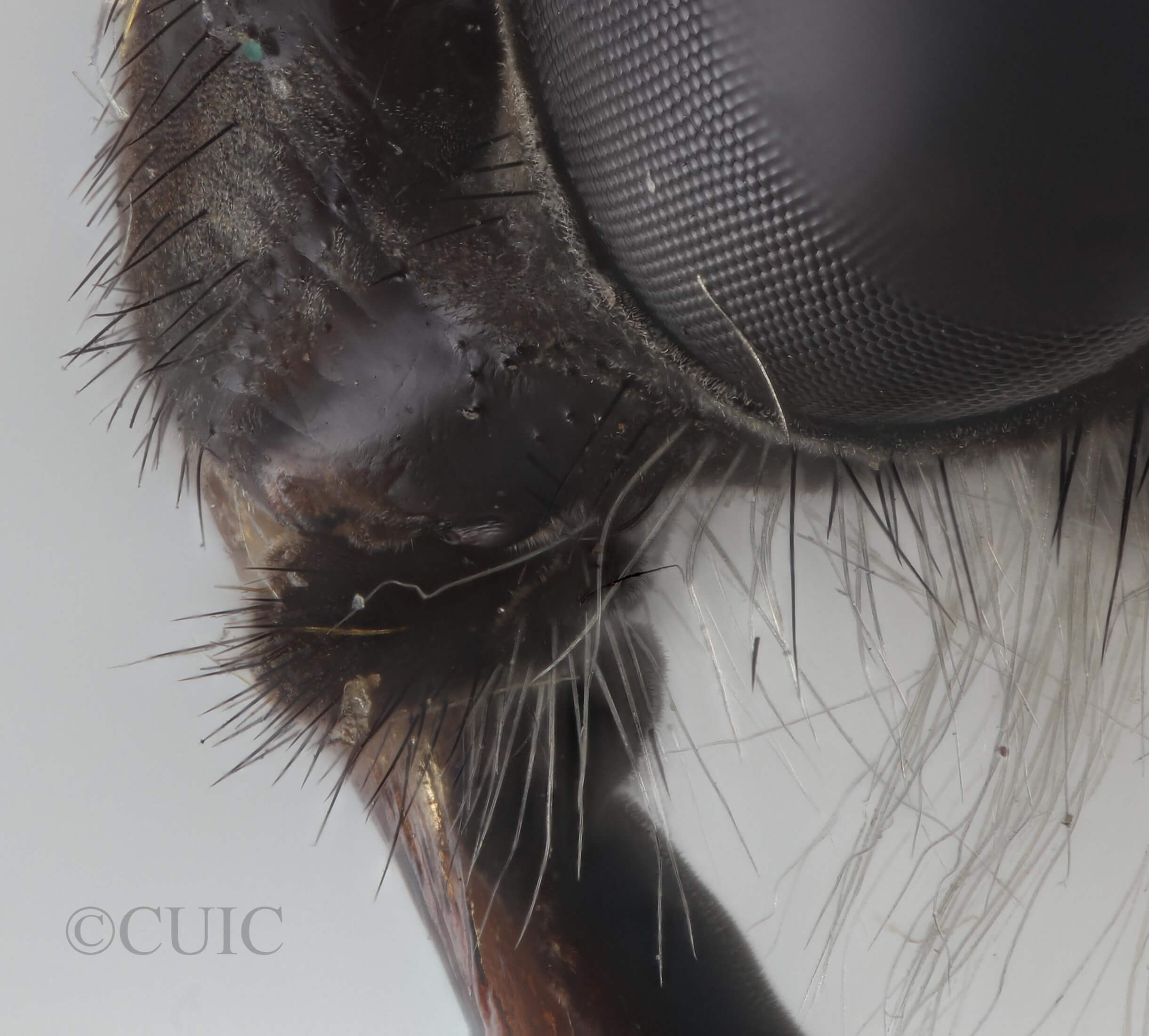 lateral view of adult Pelecorhynchus fulvus