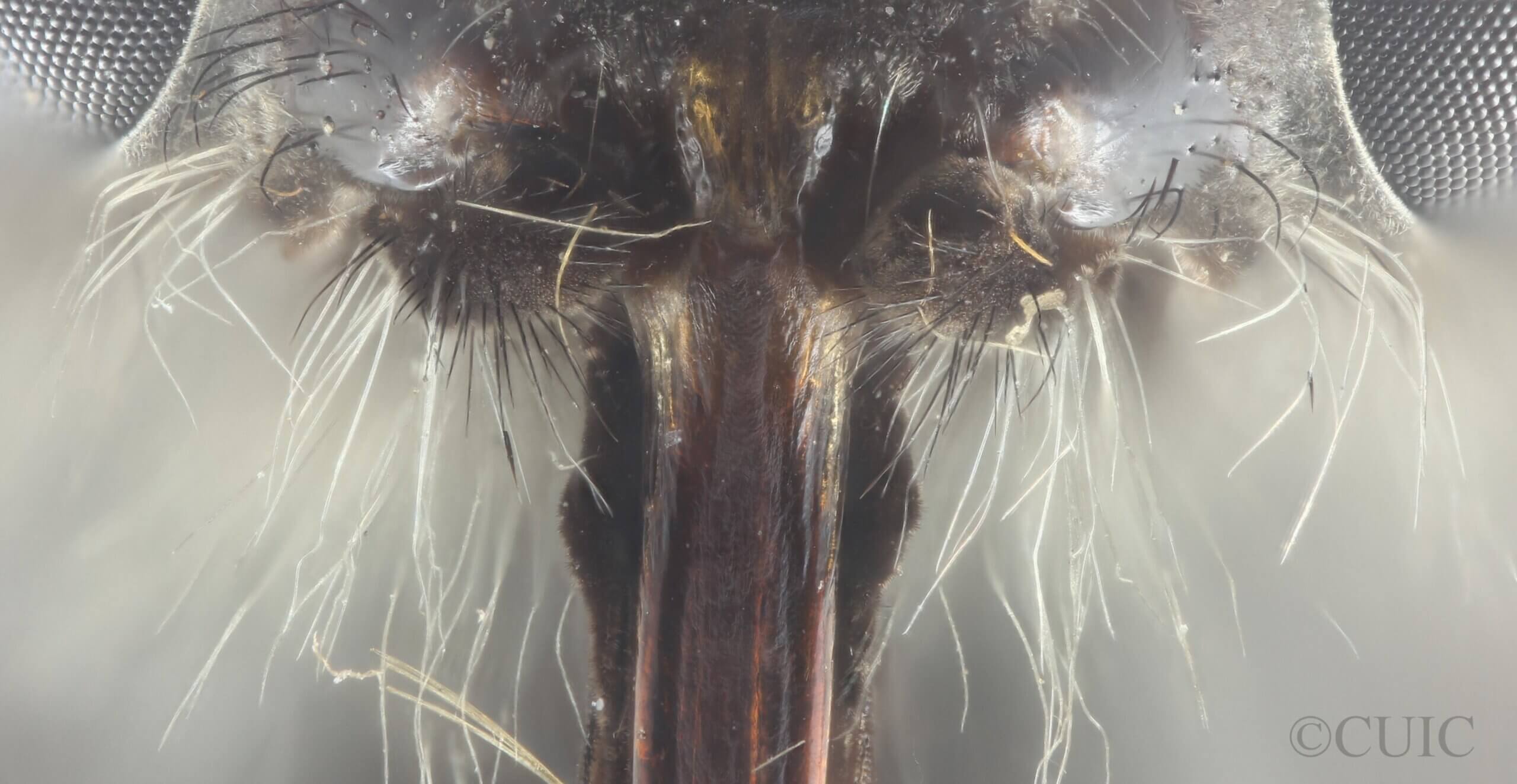 adult Pelecorhynchus fulvus