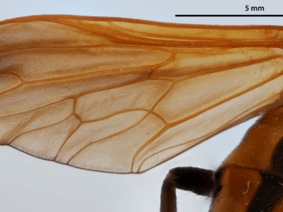 dorsal view of adult Pelecorhynchus fulvus