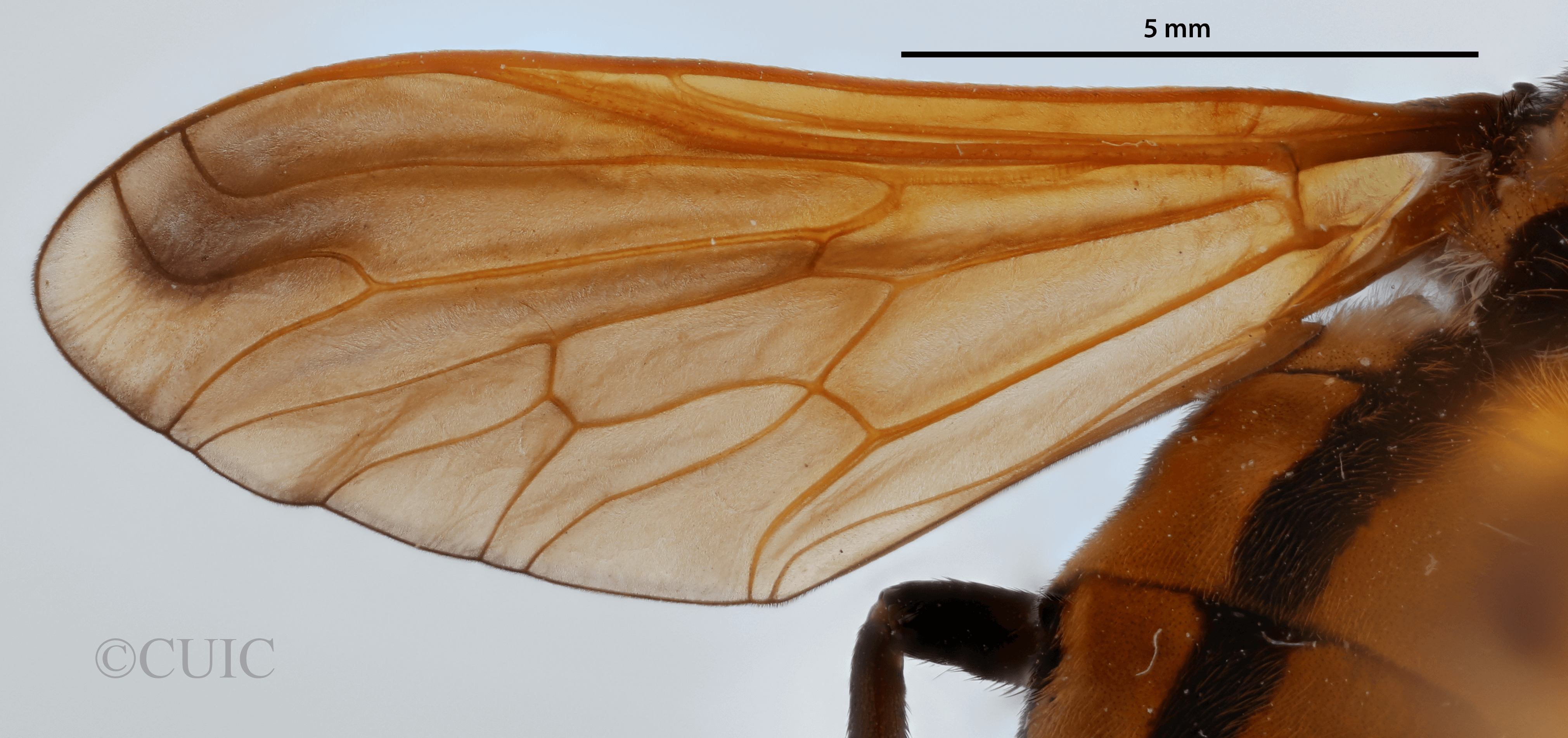 dorsal view of adult Pelecorhynchus fulvus