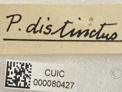 label view of adult Pelecorhynchus distinctus