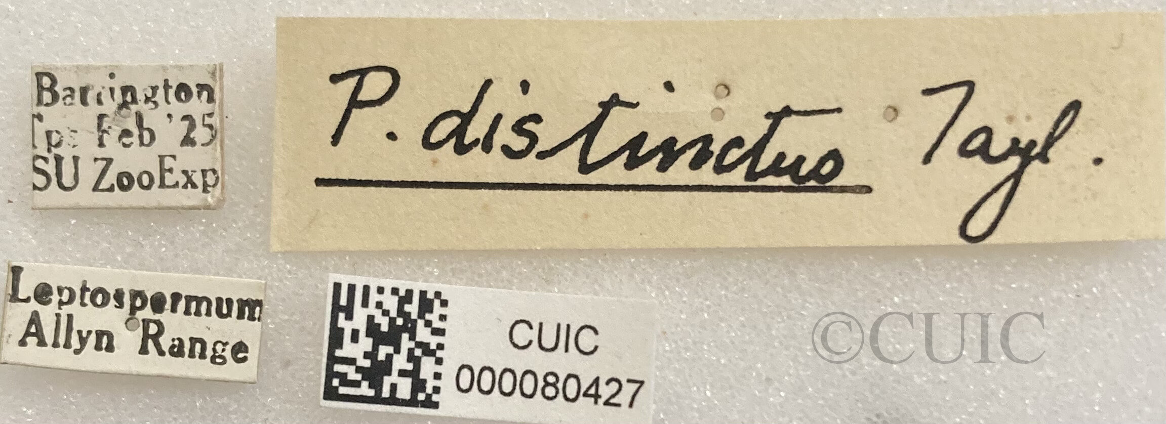 label view of adult Pelecorhynchus distinctus