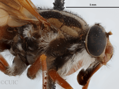 lateral view of adult Pelecorhynchus distinctus