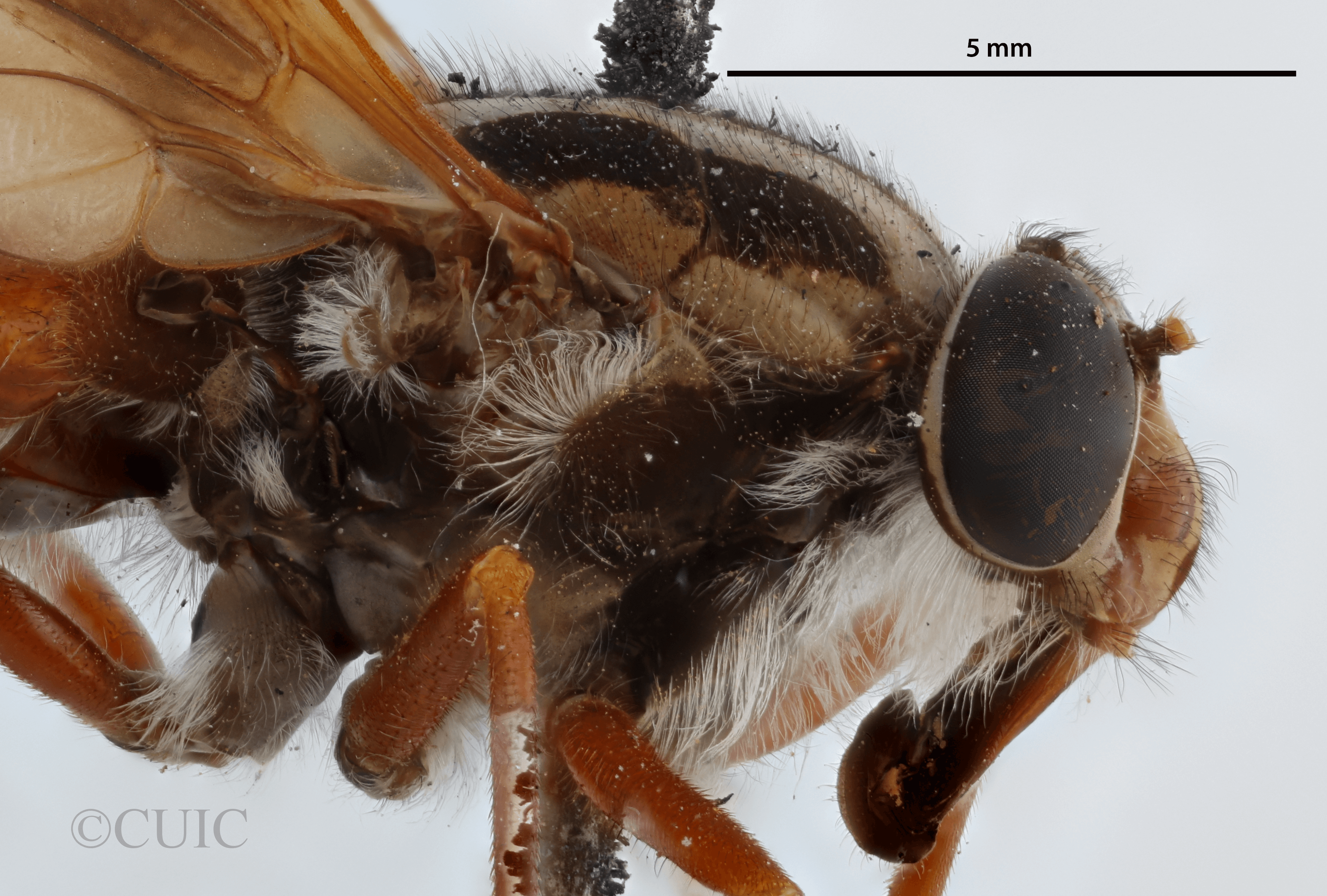 lateral view of adult Pelecorhynchus distinctus