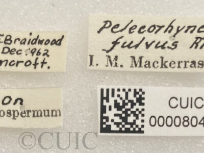 label view of adult Pelecorhynchus fulvus