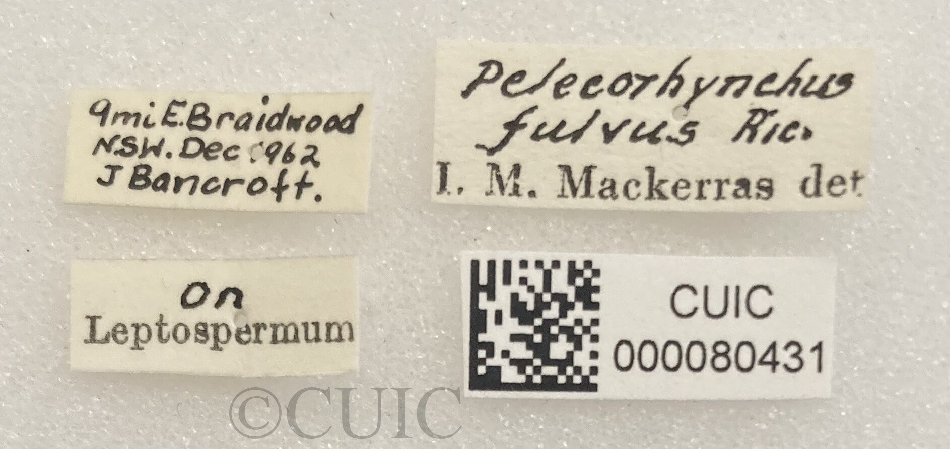 label view of adult Pelecorhynchus fulvus