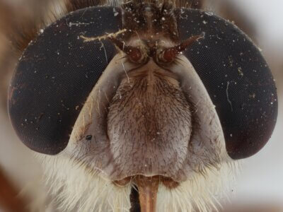 adult Pelecorhynchus personatus