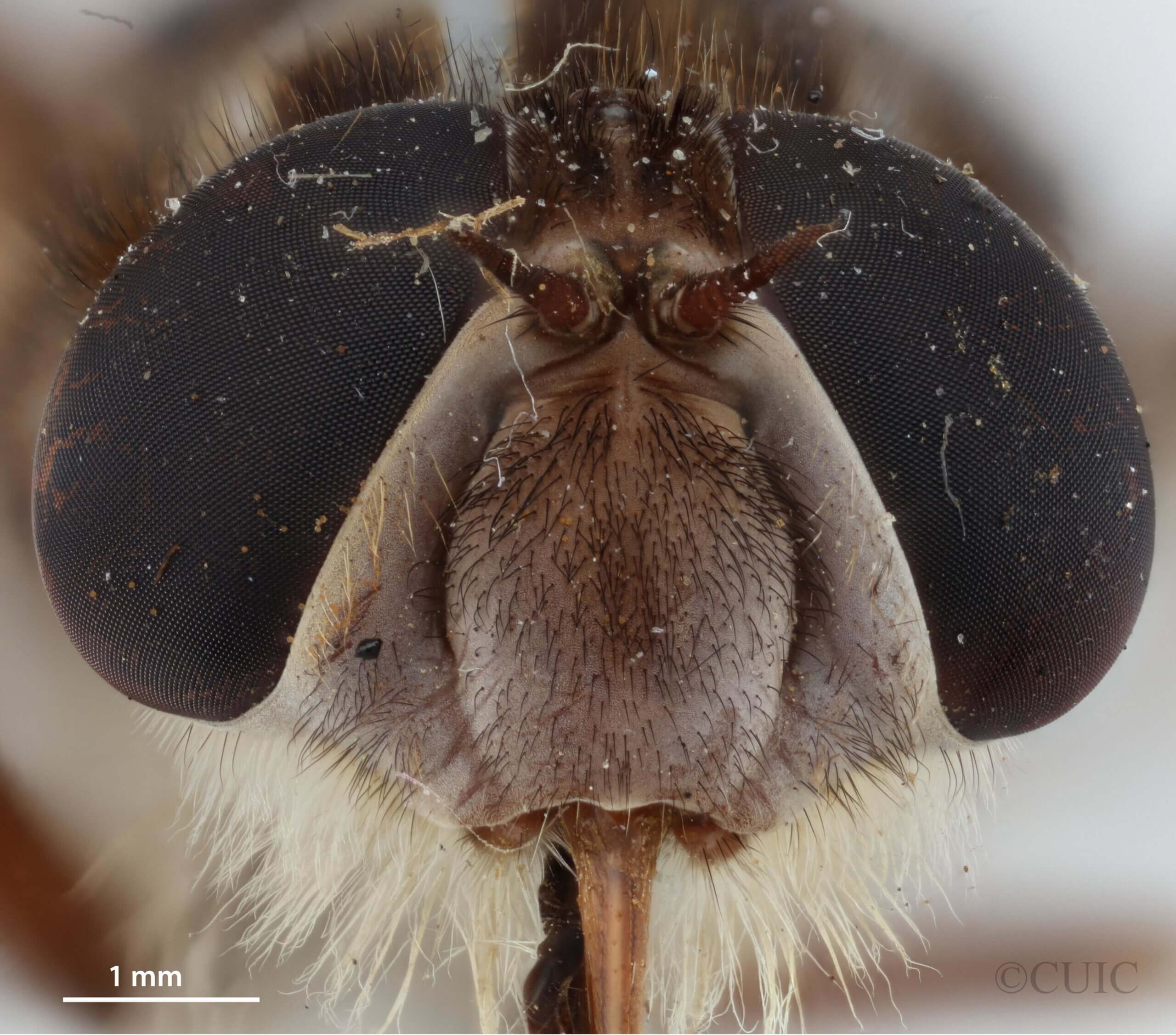 adult Pelecorhynchus personatus