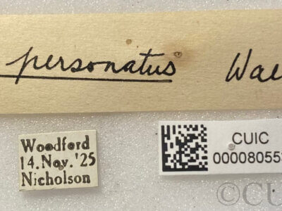 label view of adult Pelecorhynchus personatus