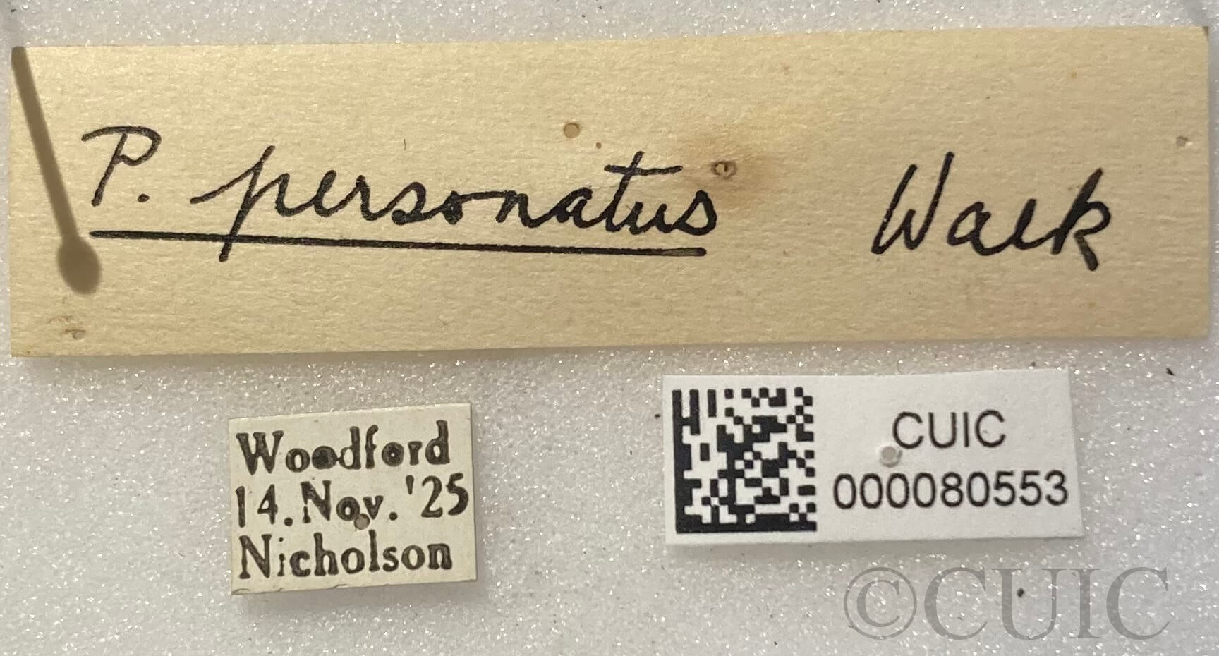 label view of adult Pelecorhynchus personatus