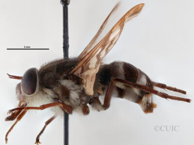 lateral view of adult Pelecorhynchus personatus