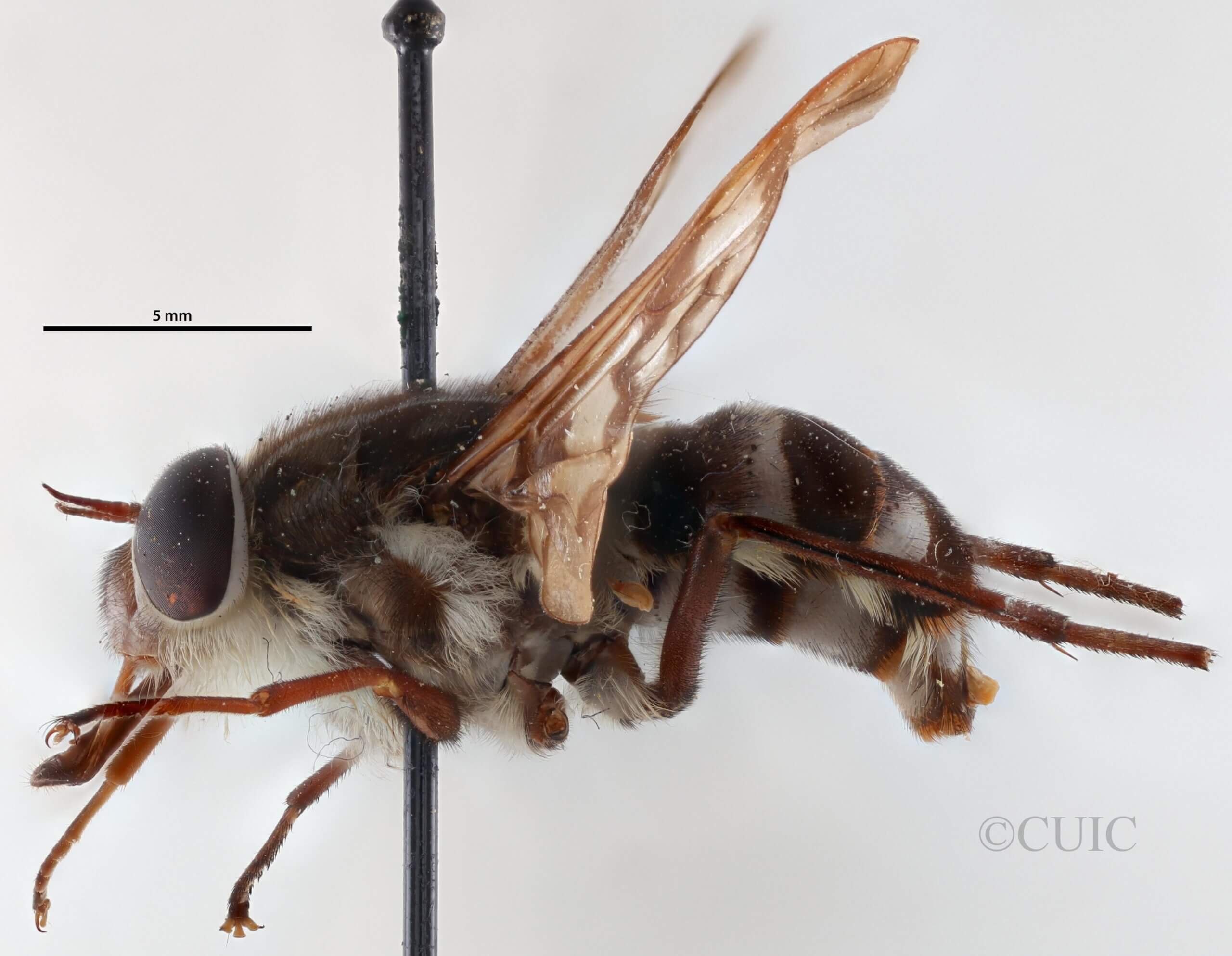 lateral view of adult Pelecorhynchus personatus