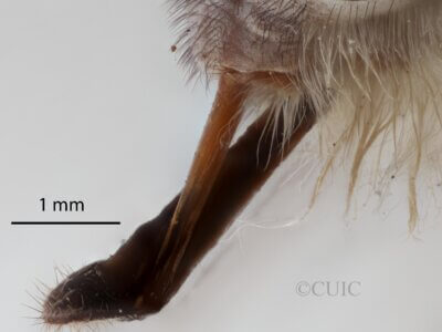 lateral view of adult Pelecorhynchus personatus