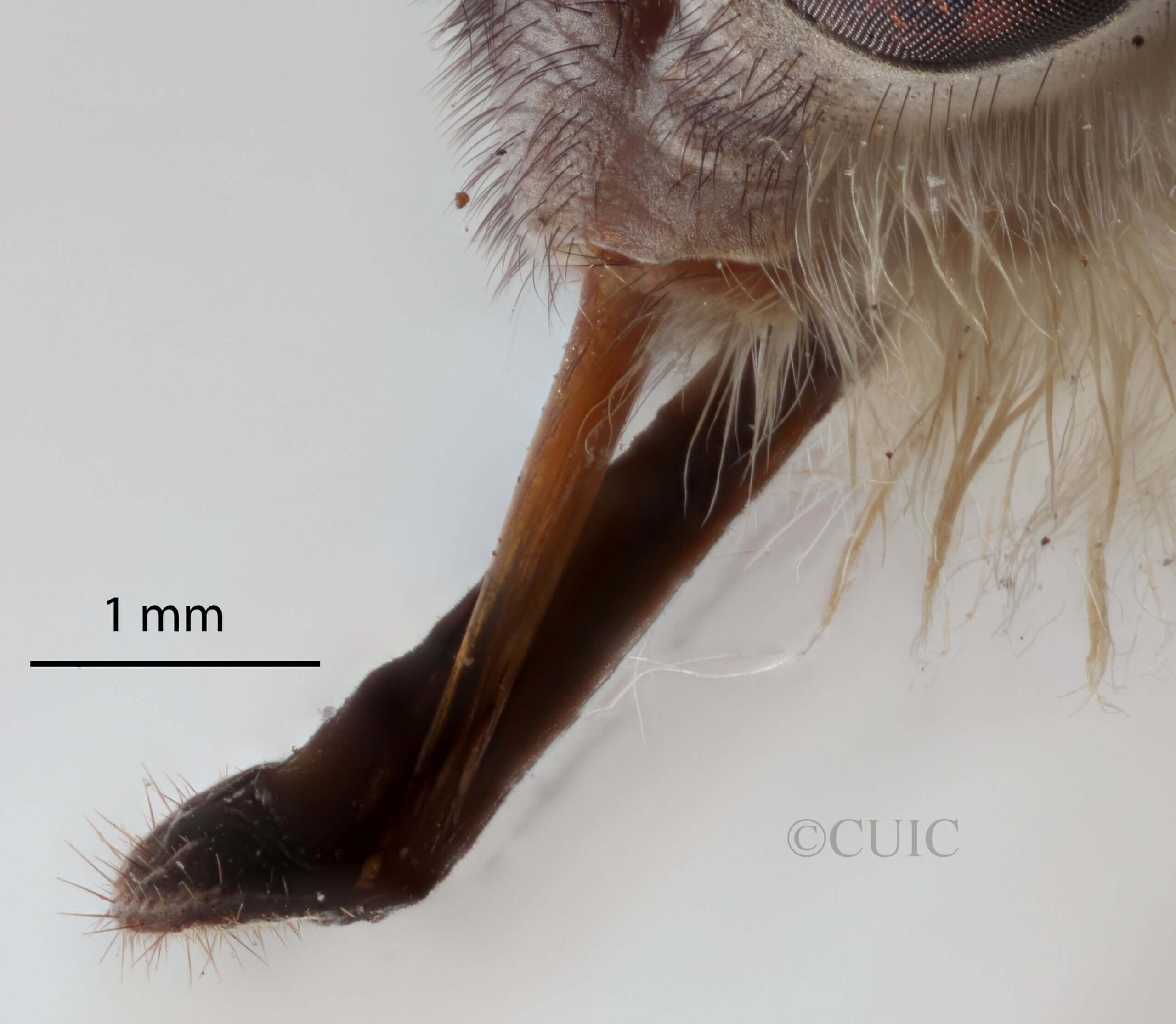 lateral view of adult Pelecorhynchus personatus