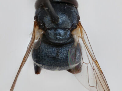 dorsal view of adult Alipumilio nigrocoeruleusVockeroth, 1964