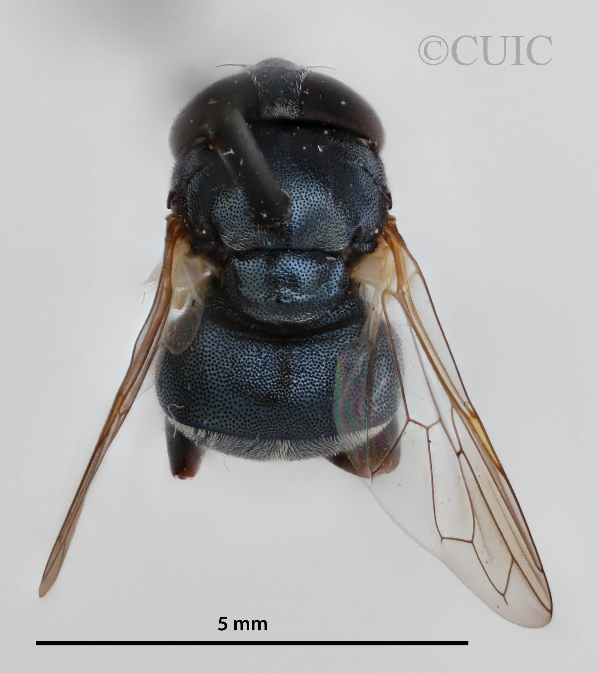 dorsal view of adult Alipumilio nigrocoeruleusVockeroth, 1964