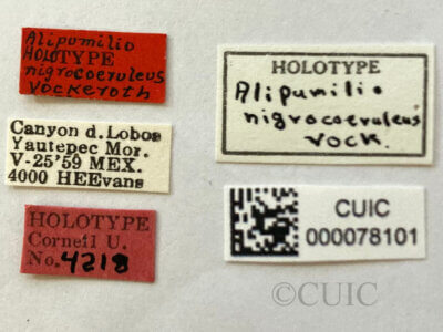 label view of adult Alipumilio nigrocoeruleusVockeroth, 1964
