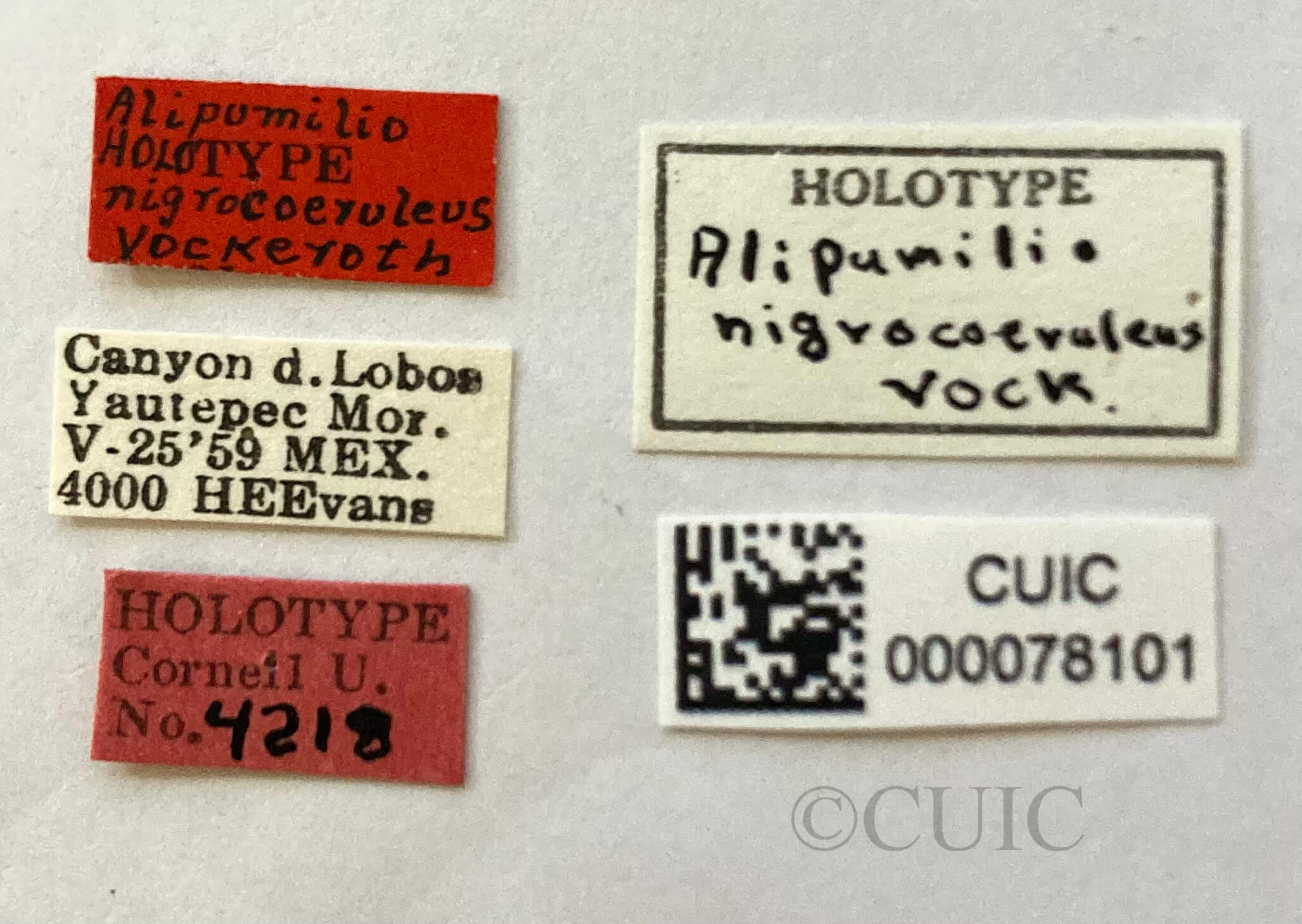 label view of adult Alipumilio nigrocoeruleusVockeroth, 1964