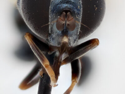 adult Alipumilio nigrocoeruleusVockeroth, 1964