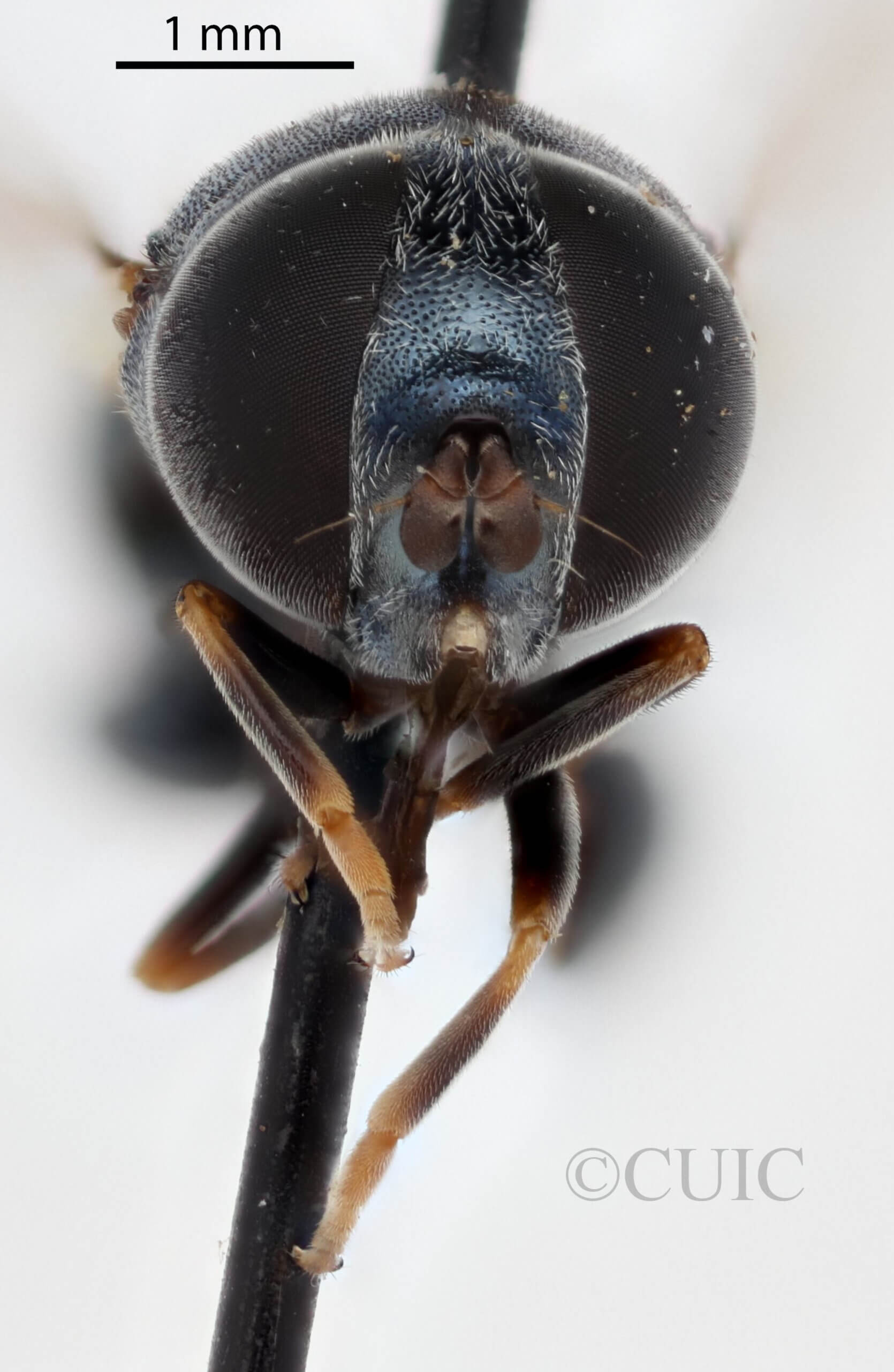 adult Alipumilio nigrocoeruleusVockeroth, 1964