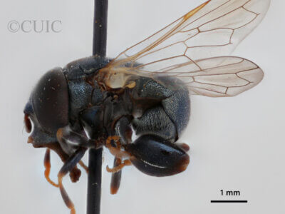 lateral view of adult Alipumilio nigrocoeruleusVockeroth, 1964