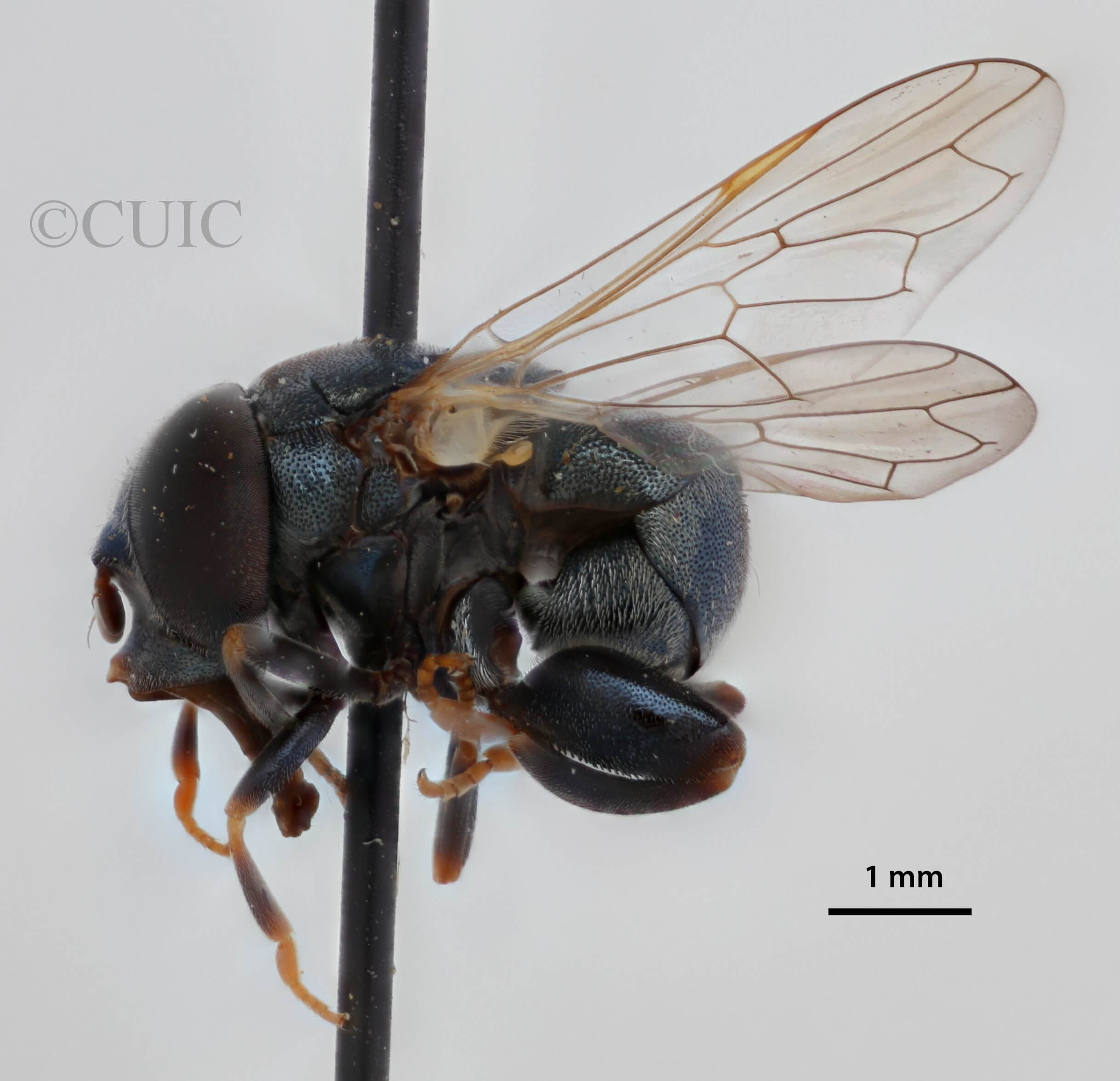 lateral view of adult Alipumilio nigrocoeruleusVockeroth, 1964