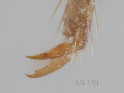 adult Cylapus tenuicornis