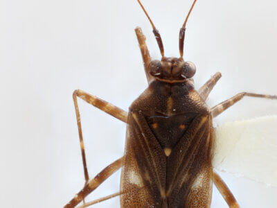 dorsal view of adult Cylapus tenuicornis