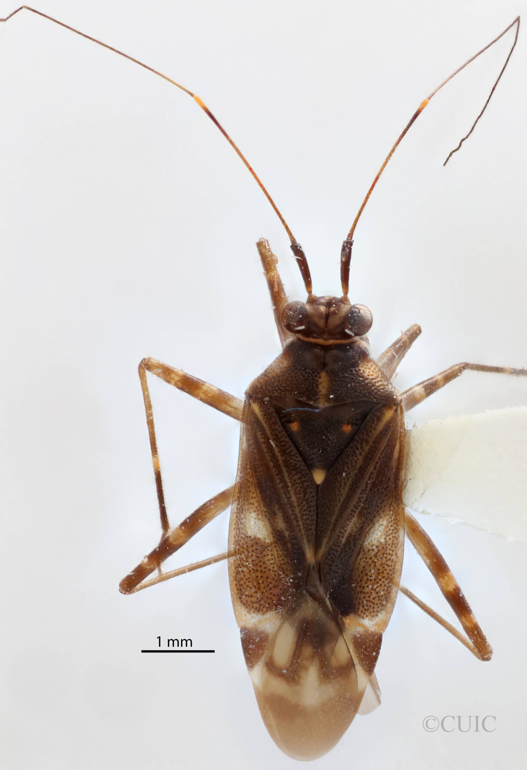 dorsal view of adult Cylapus tenuicornis