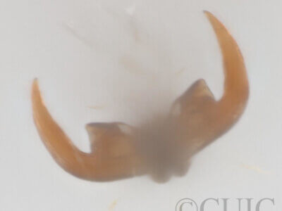 adult Deraeocoris histrio