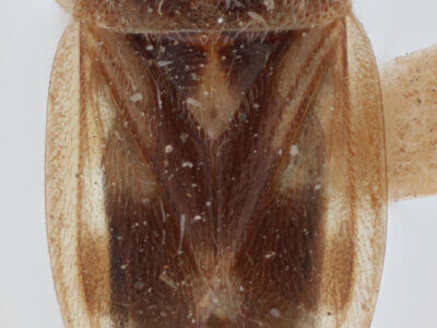 dorsal view of adult Eurychilopterella luridula