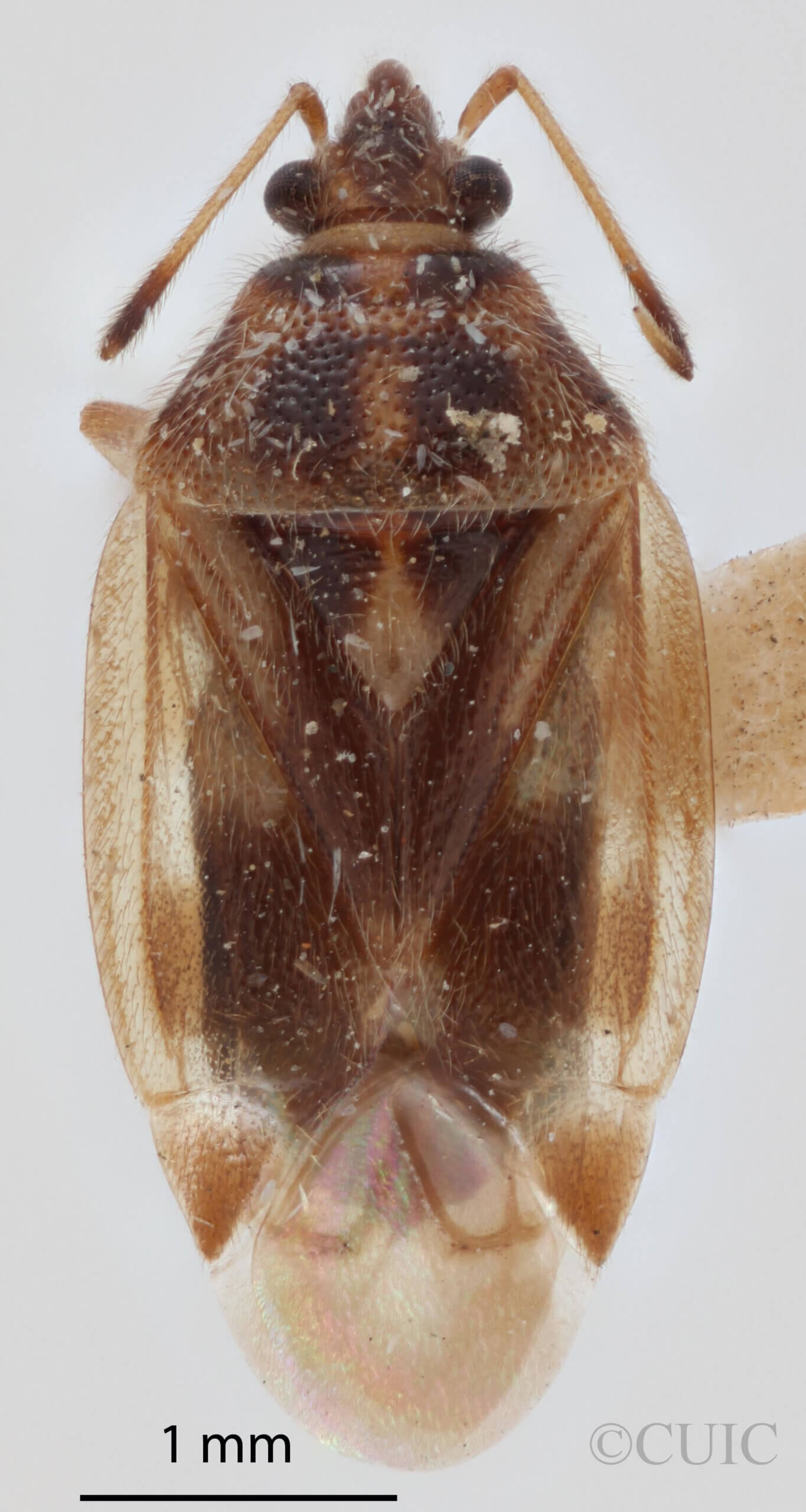 dorsal view of adult Eurychilopterella luridula