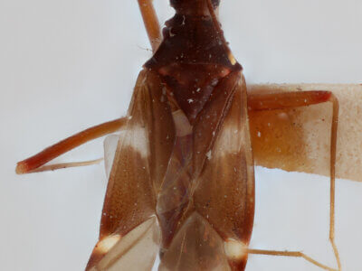 dorsal view of adult Fulvius imbecilis