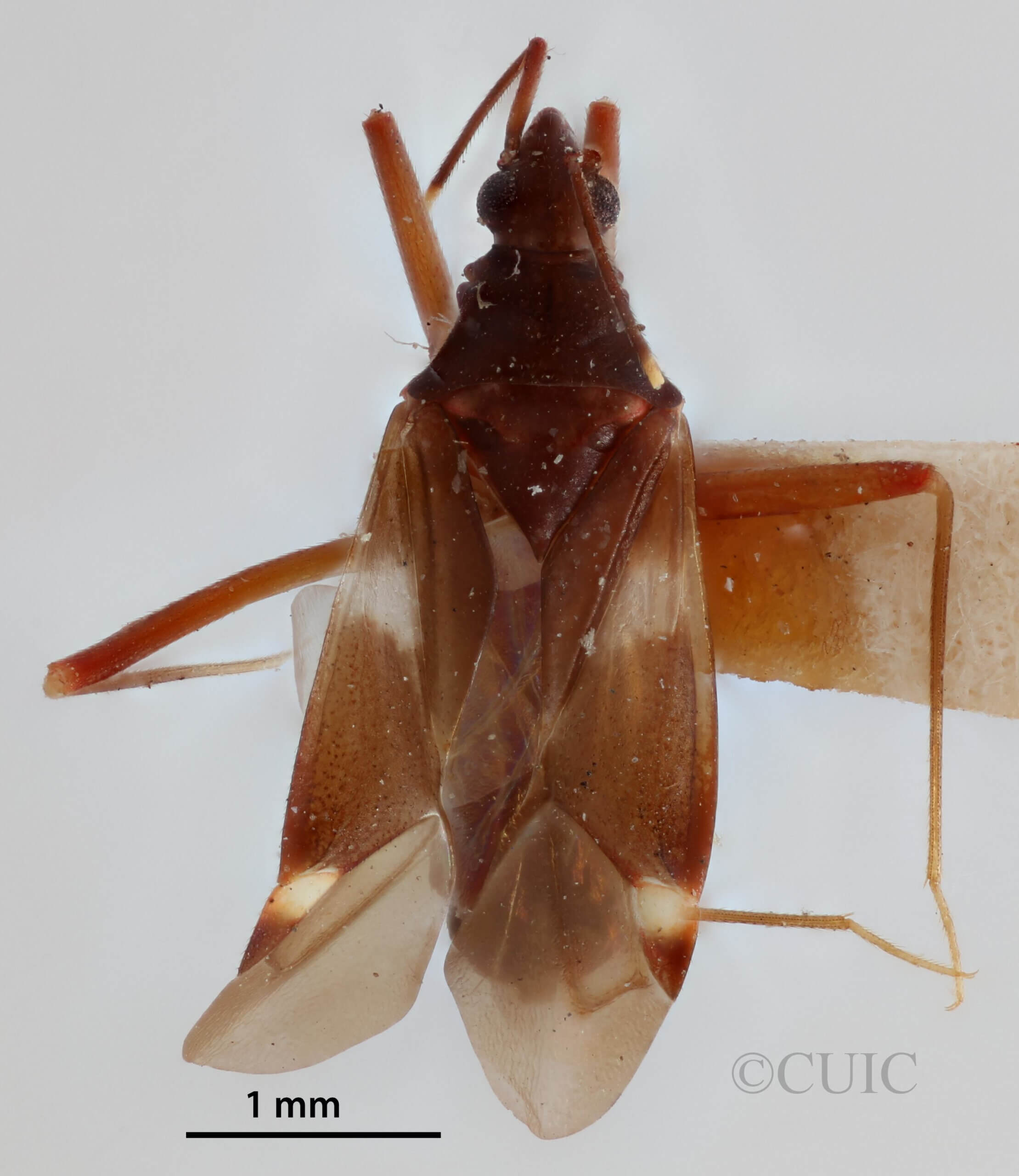 dorsal view of adult Fulvius imbecilis