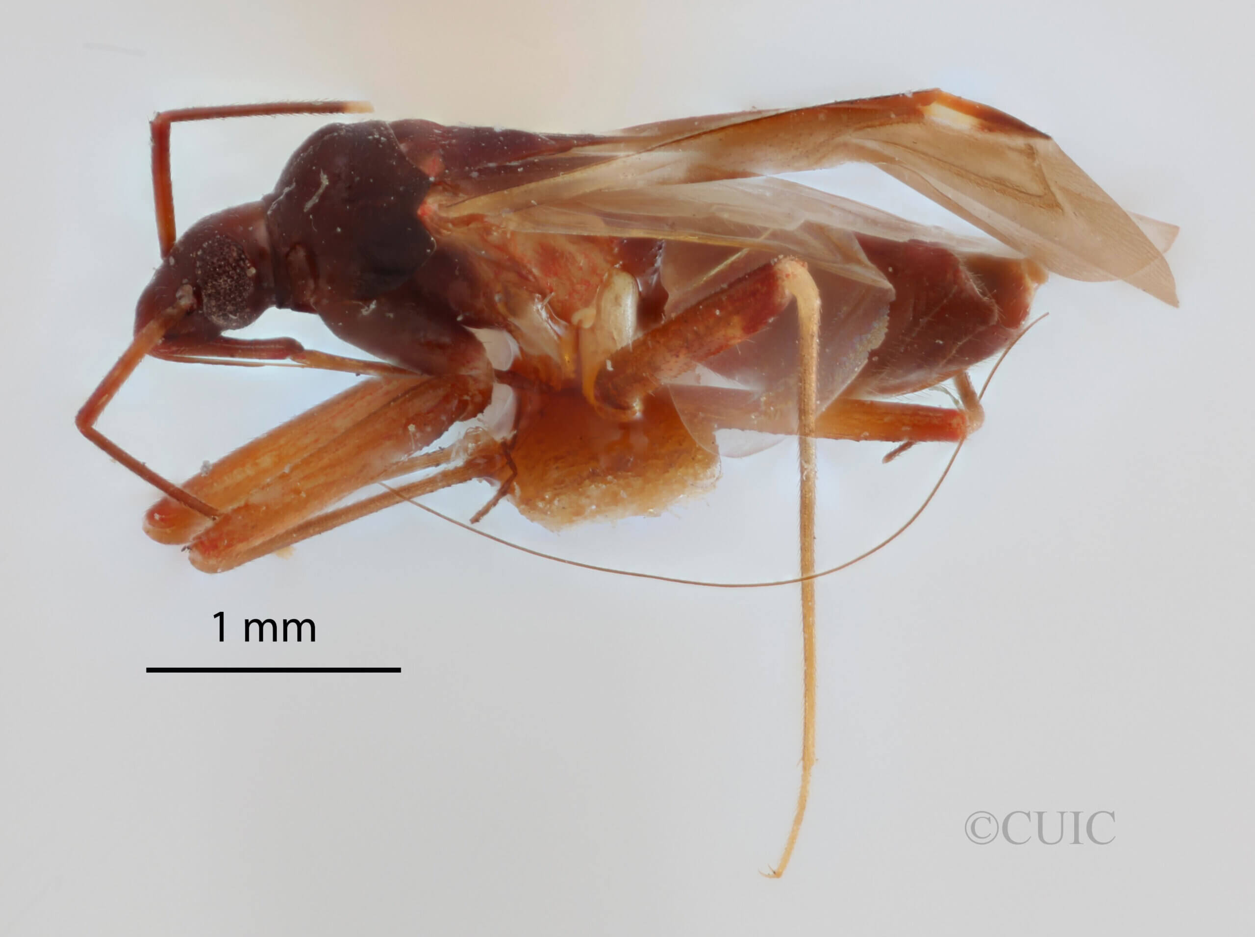 lateral view of adult Fulvius imbecilis