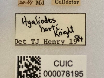 label view of adult Hyaliodes harti