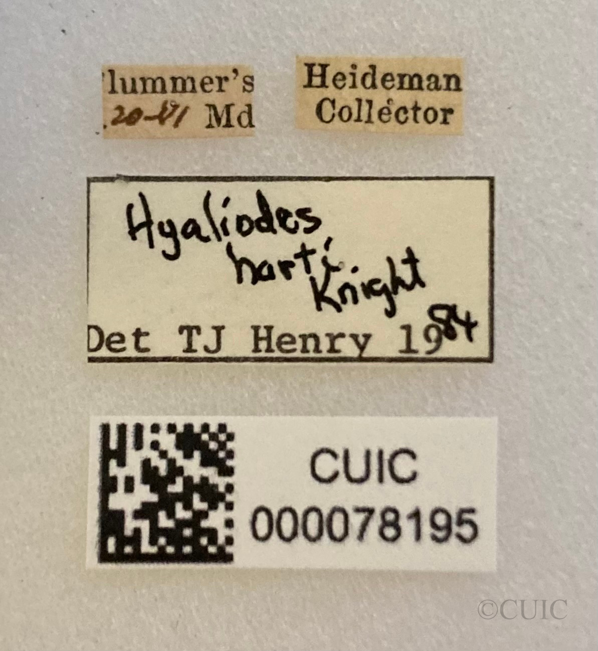 label view of adult Hyaliodes harti