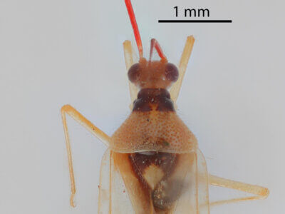 dorsal view of adult Hyaliodes harti