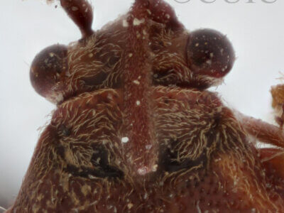 dorsal view of adult Largidea davisi