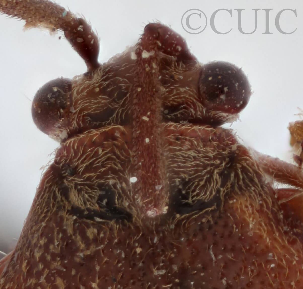 dorsal view of adult Largidea davisi