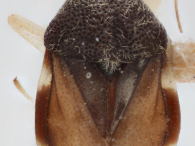 dorsal view of adult Pycnoderes quadrimaculatus